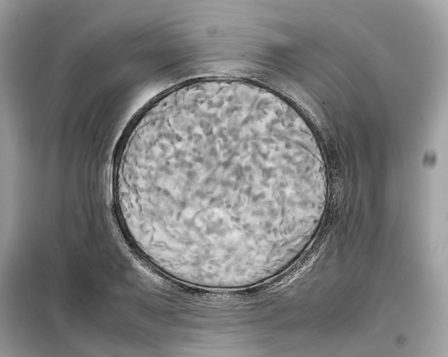 X0000099231079200805221831