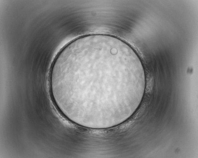 X0000099231086200805221831