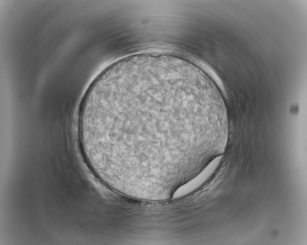 X0000099231099200805221830