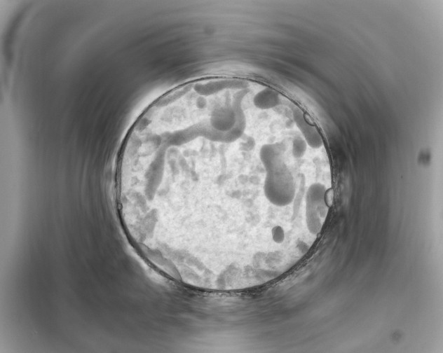 X0000099231103200805221830