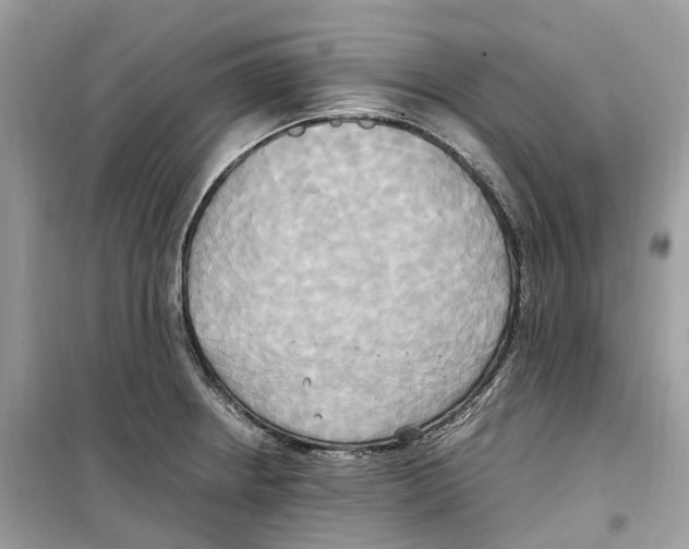 X0000099231234200805221829