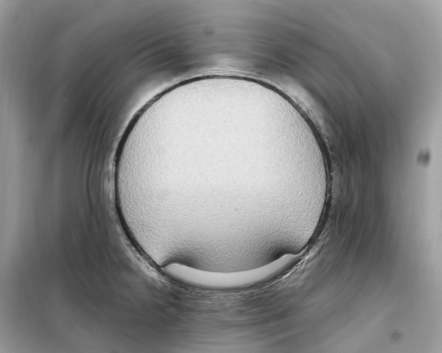 X0000099231238200805221829