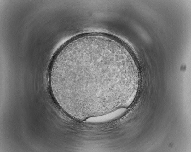 X0000099231271200805221828