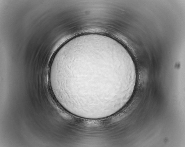 X0000099231274200805221828