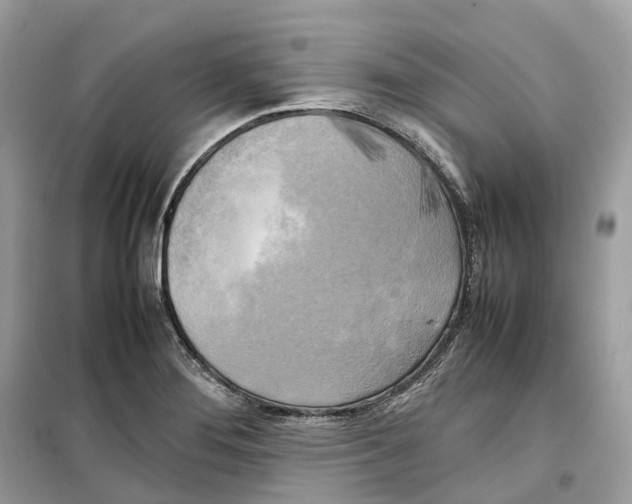 X0000099231276200805221828