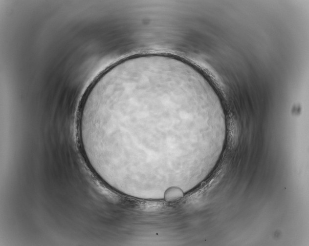 X0000099231278200805221828