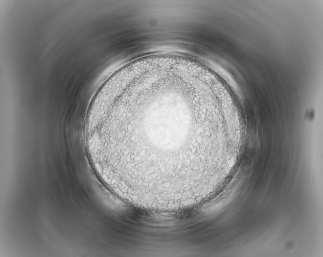 X0000099231338200805221828