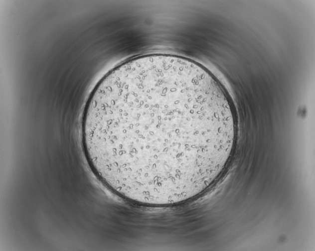 X0000099231341200805221828