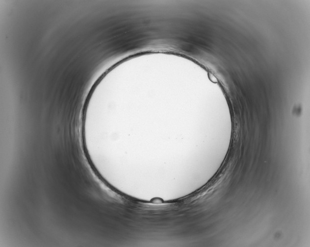 X0000099231343200805221828