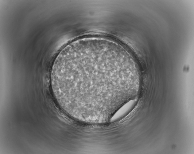 X0000099231355200805221827