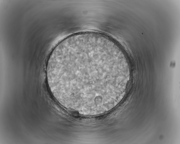 X0000099231363200805221827