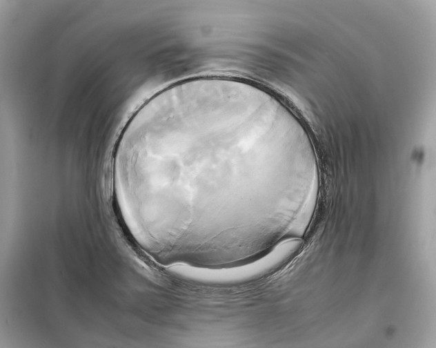 X0000099231371200805221827