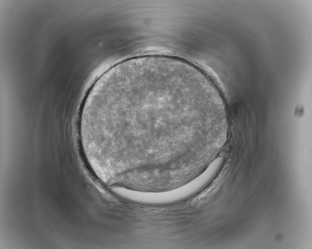 X0000099231373200805221827