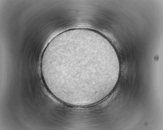 X0000099231374200805221827