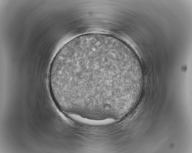 X0000099231379200805221827