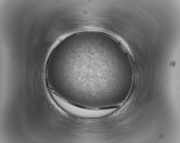 X0000099231381200805221827