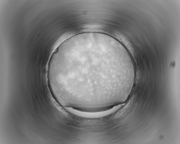 X0000099231386200805221827