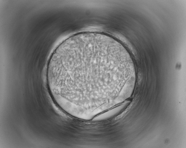 X0000099231421200805221826