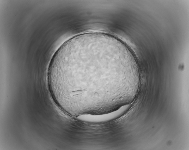 X0000099231423200805221826