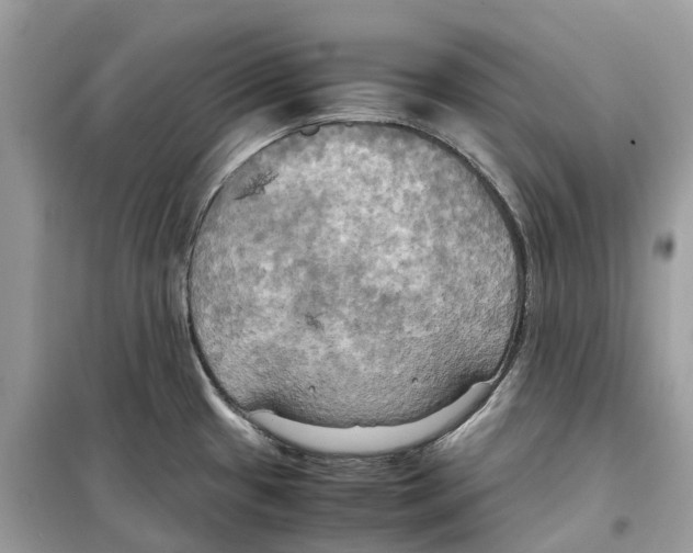 X0000099231433200805221826