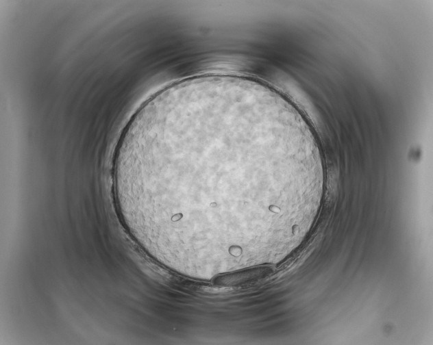 X0000099231435200805221826