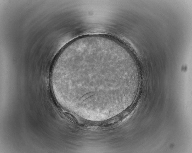 X0000099231457200805221826