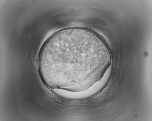 X0000099231467200805221826