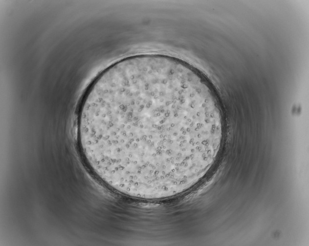 X0000099231509200805221825