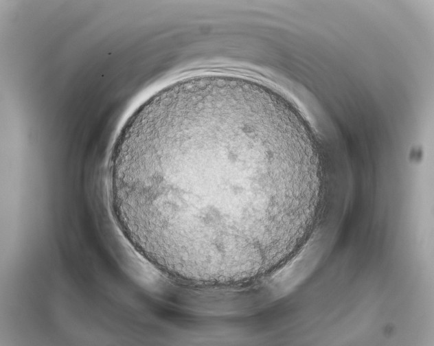 X0000099231514200805221825