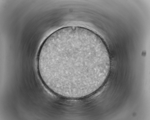 X0000099231517200805221825