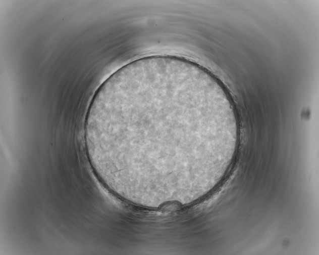 X0000099231521200805221825