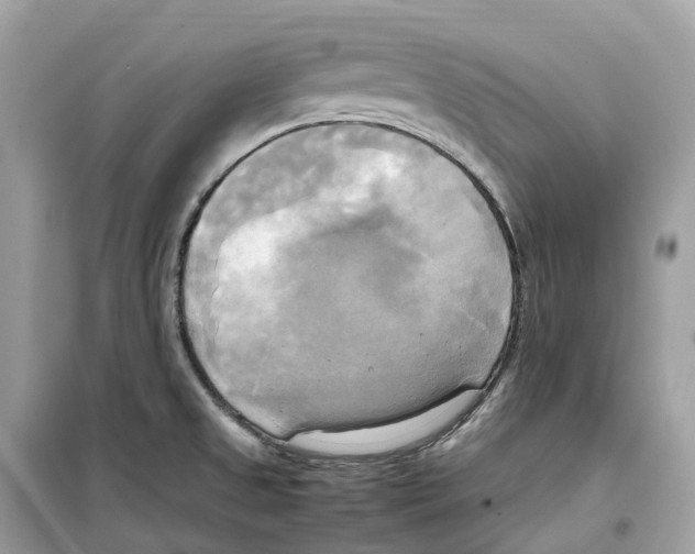 X0000099231525200805221825