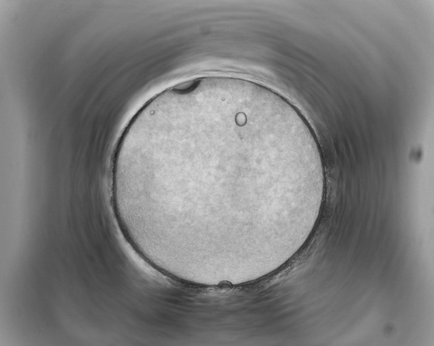 X0000099231531200805221825