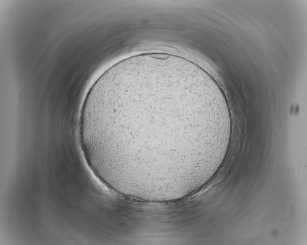 X0000099231536200805221825