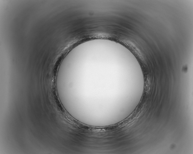 X0000099290355200805020738