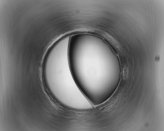 X0000099290436200805020737