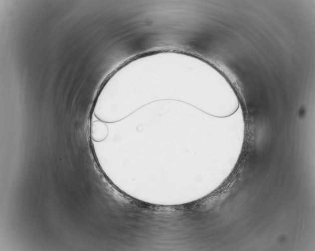 X0000099290807200805020732