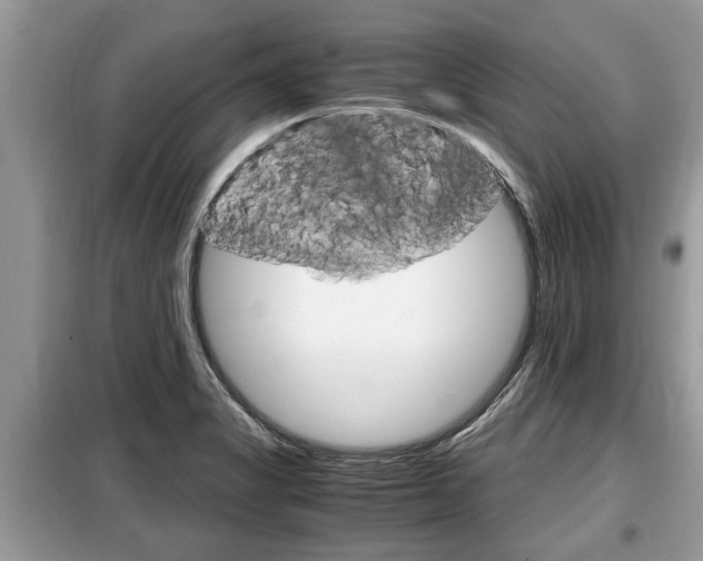 X0000099291325200805020724