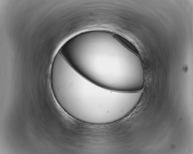 X0000099291524200805020721