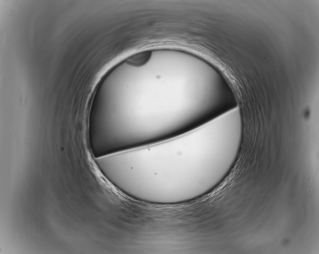 X0000099291534200805020721