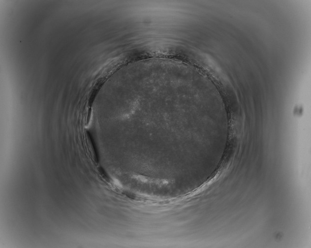 X0000099290029200805021242