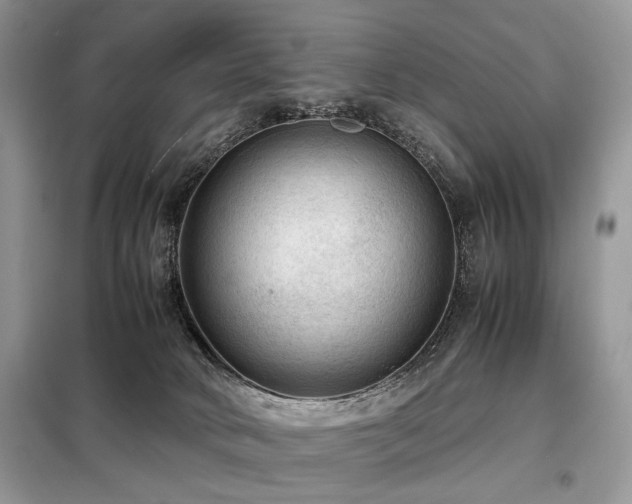 X0000099290034200805021242