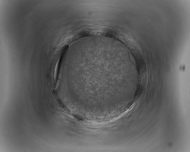X0000099290041200805021242