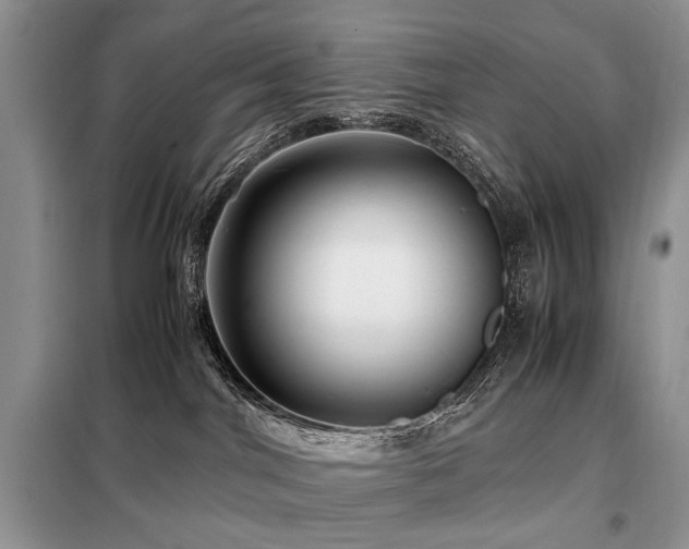 X0000099290044200805021242