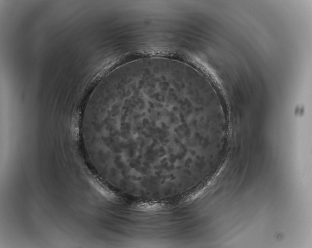 X0000099290065200805021241