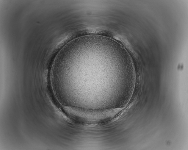 X0000099290066200805021241