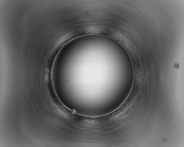 X0000099290071200805021241