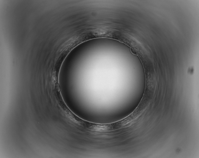 X0000099290085200805021241