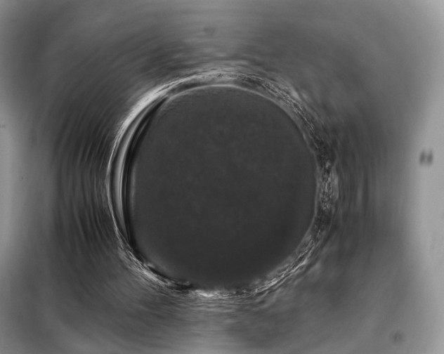 X0000099290100200805021241