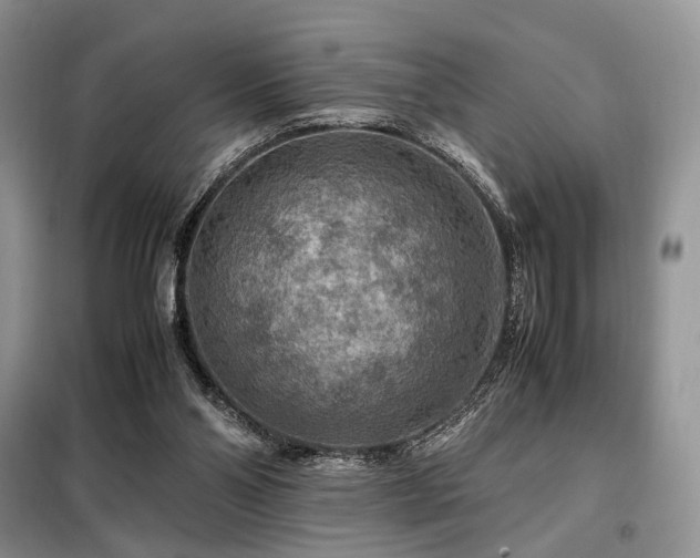 X0000099290110200805021240